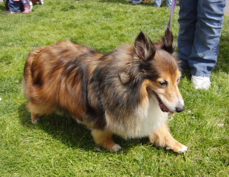 Корги колли