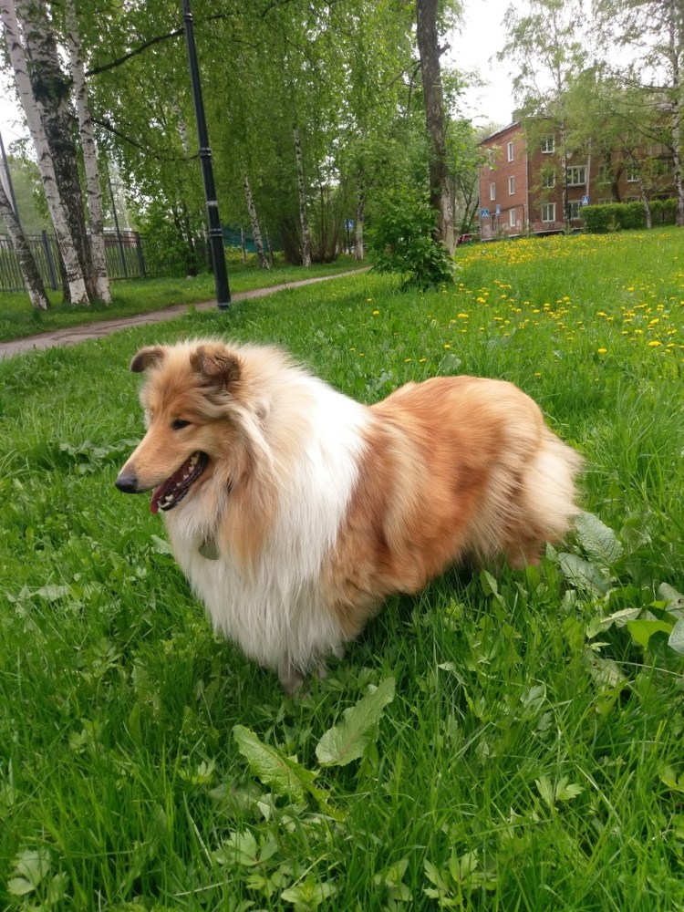 Метис вельш корги