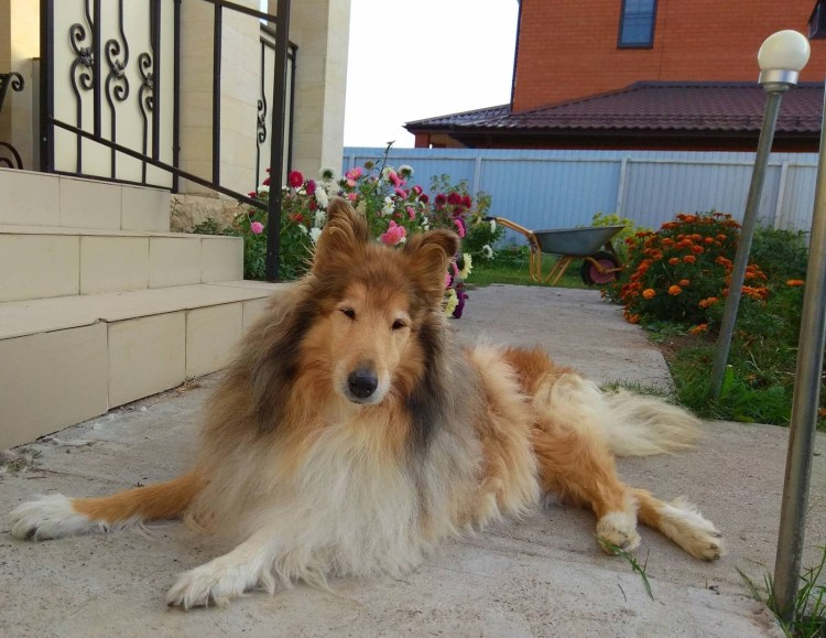 Метис шелти