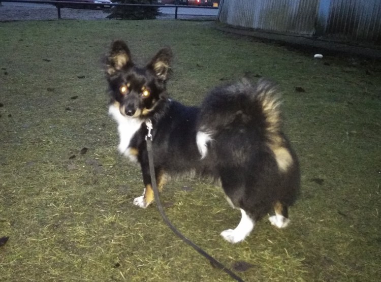 Метис корги кардиган и такса