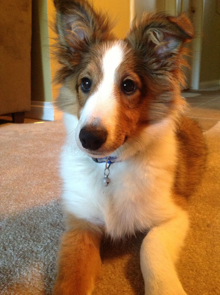 Sheltie Puppy