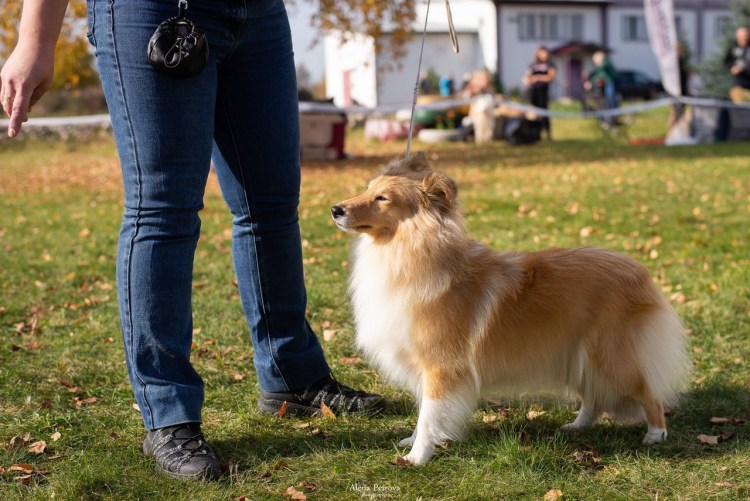 Метис шелти