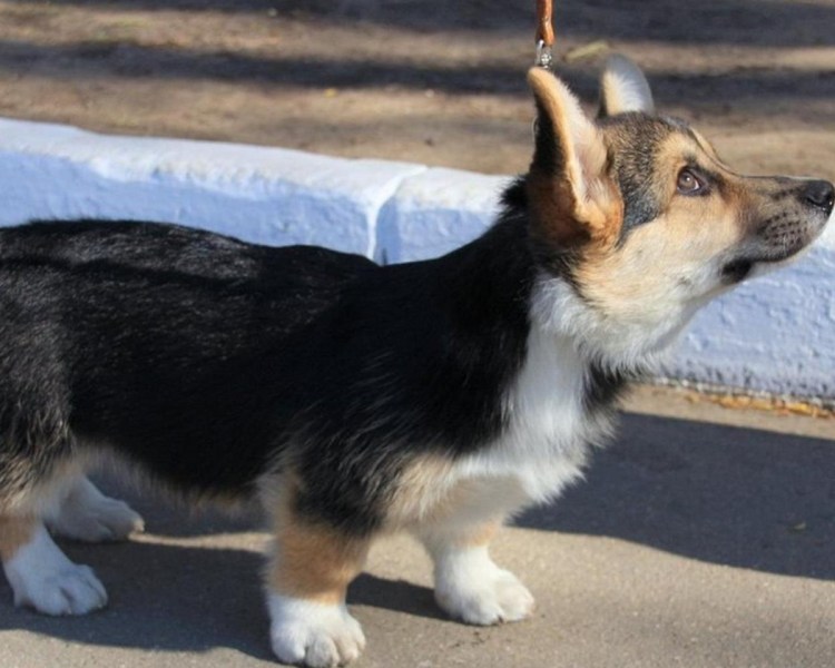 Вельш корги терьер