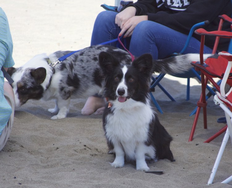 Корги овчарка