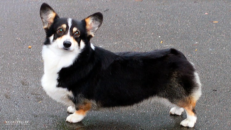 Метис корги и хаски