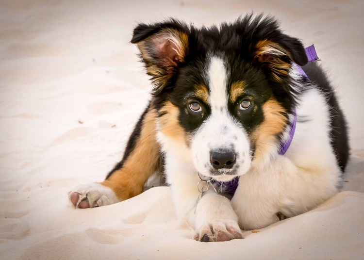 Порода корги шелти