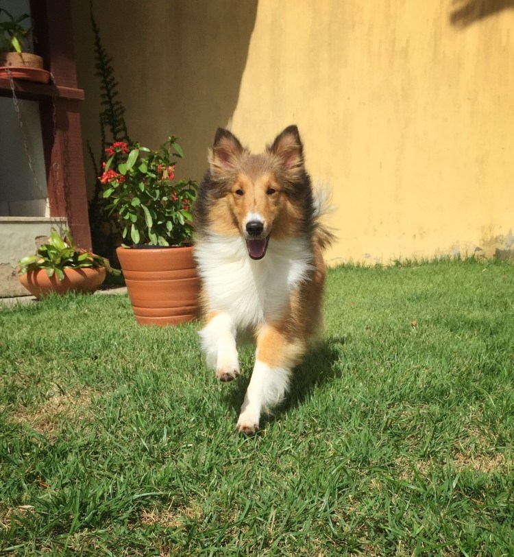 Метис бордер колли и корги