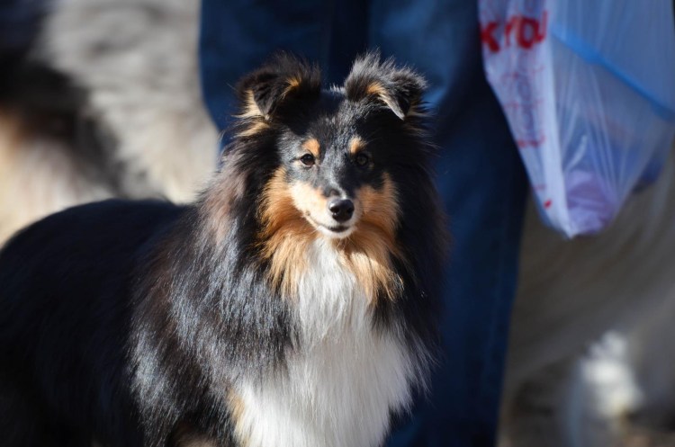 Шелти и шпиц метис