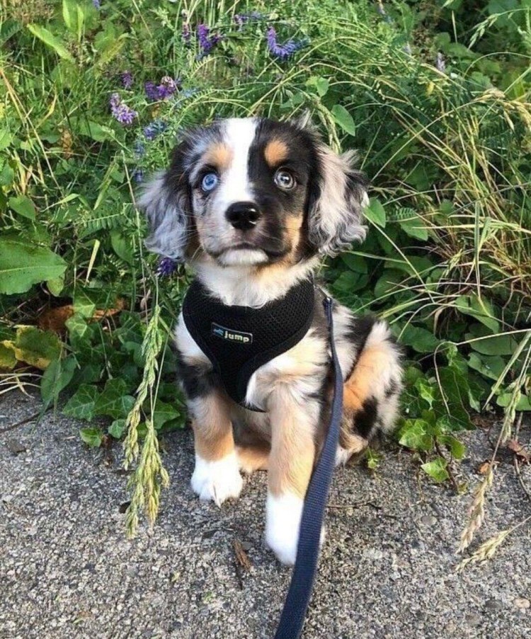 Сиба ину и корги