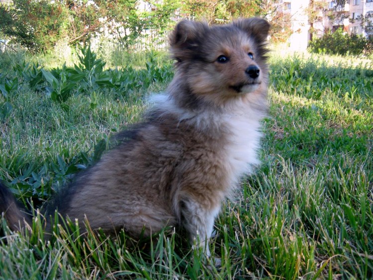 Шелти пемброк корги