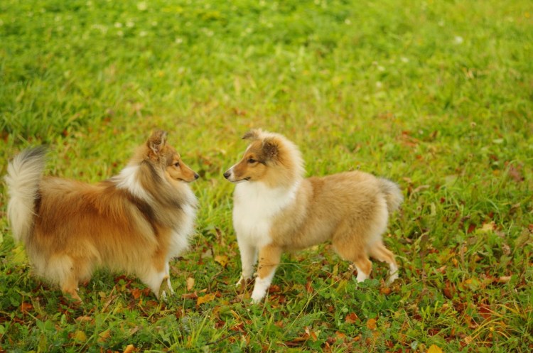 Вельш колли