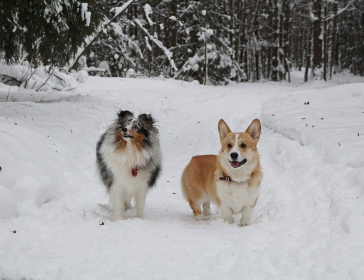 Вельш колли