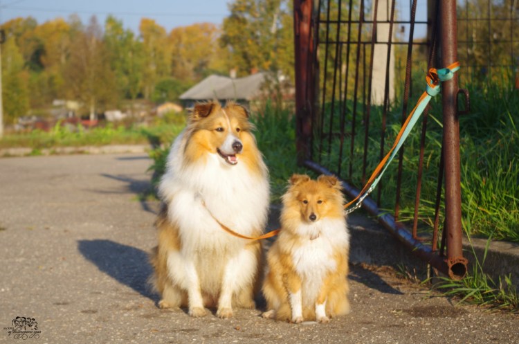 Метис корги и шелти