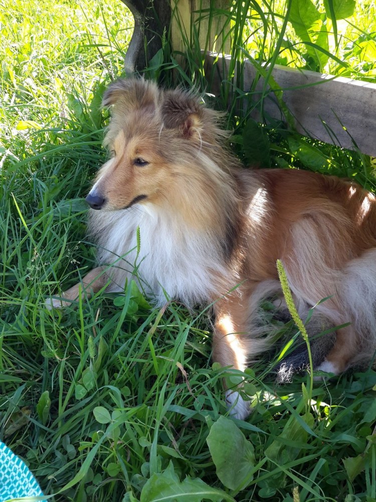 Бордер колли и хаски