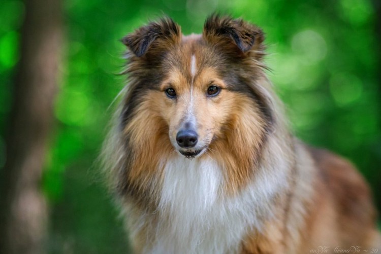 Метис колли