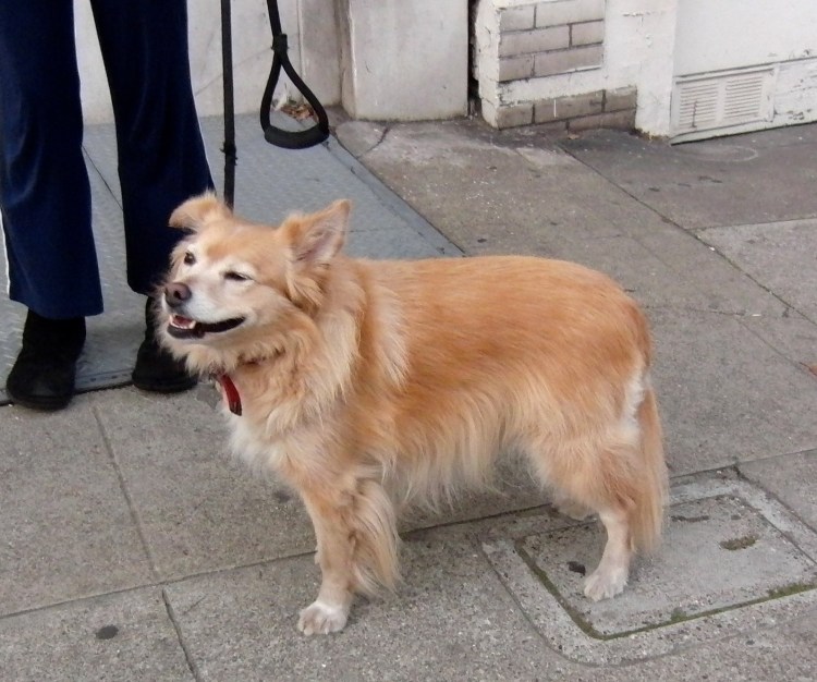 Помесь корги и золотистого ретривера