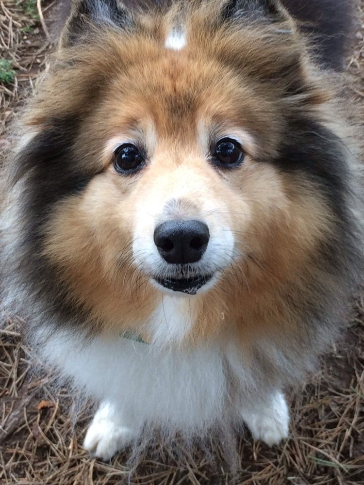 Колли шелти и аусси