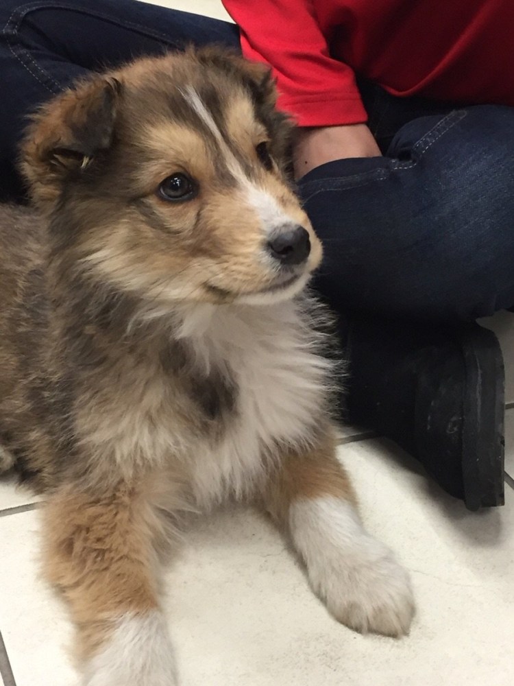 Корги колли