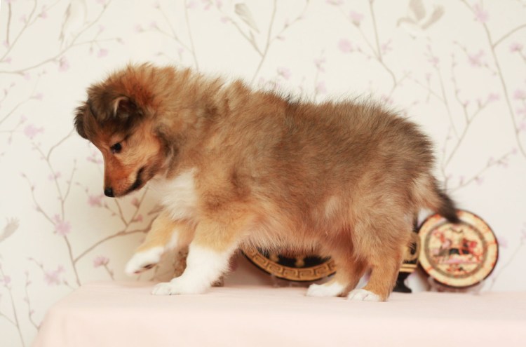 Метис вельш корги пемброк