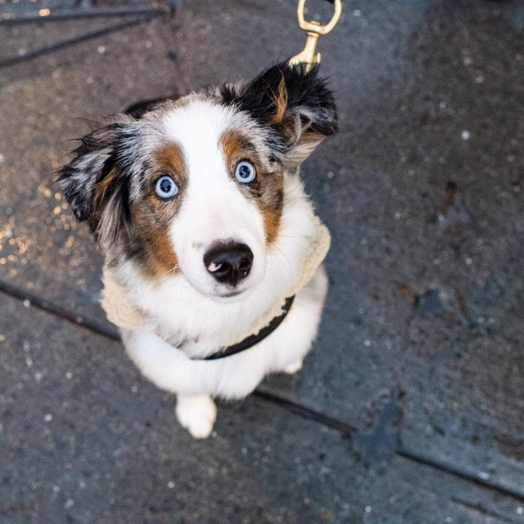 Метис корги и самоеда