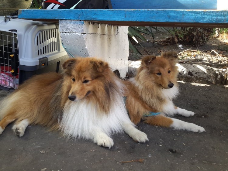 Метис колли и шпица