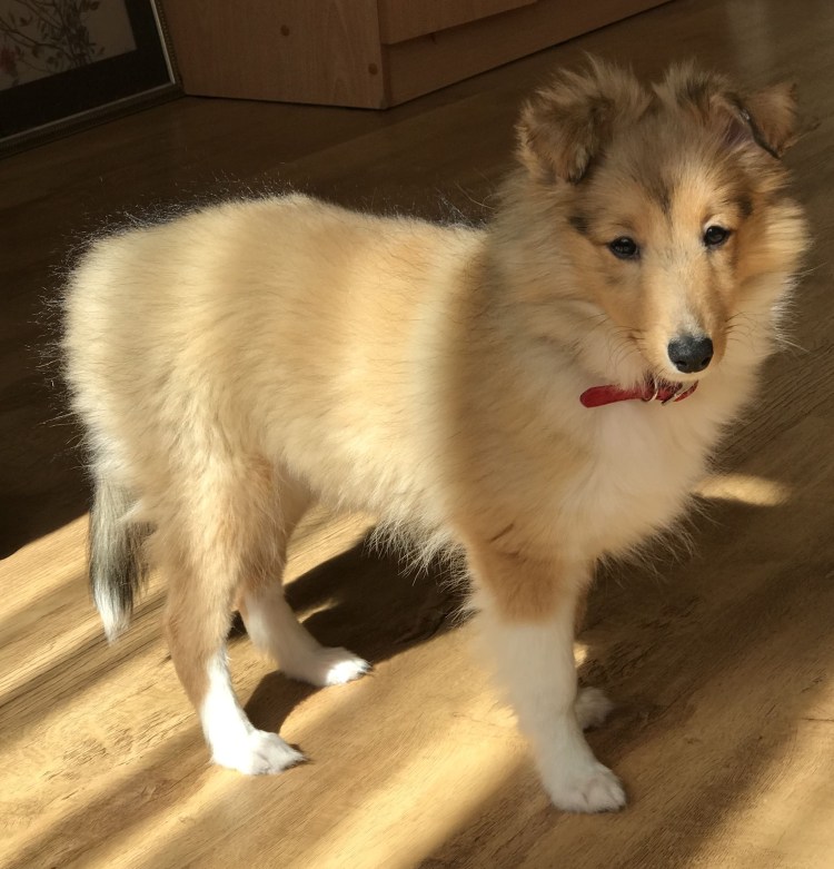 Метис шелти