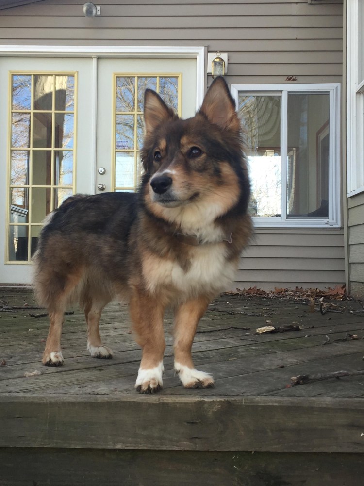 Метис корги флаффи