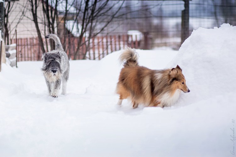 Шелти пемброк корги