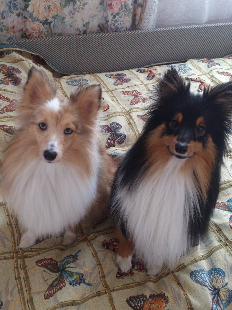 Папильон и шпиц