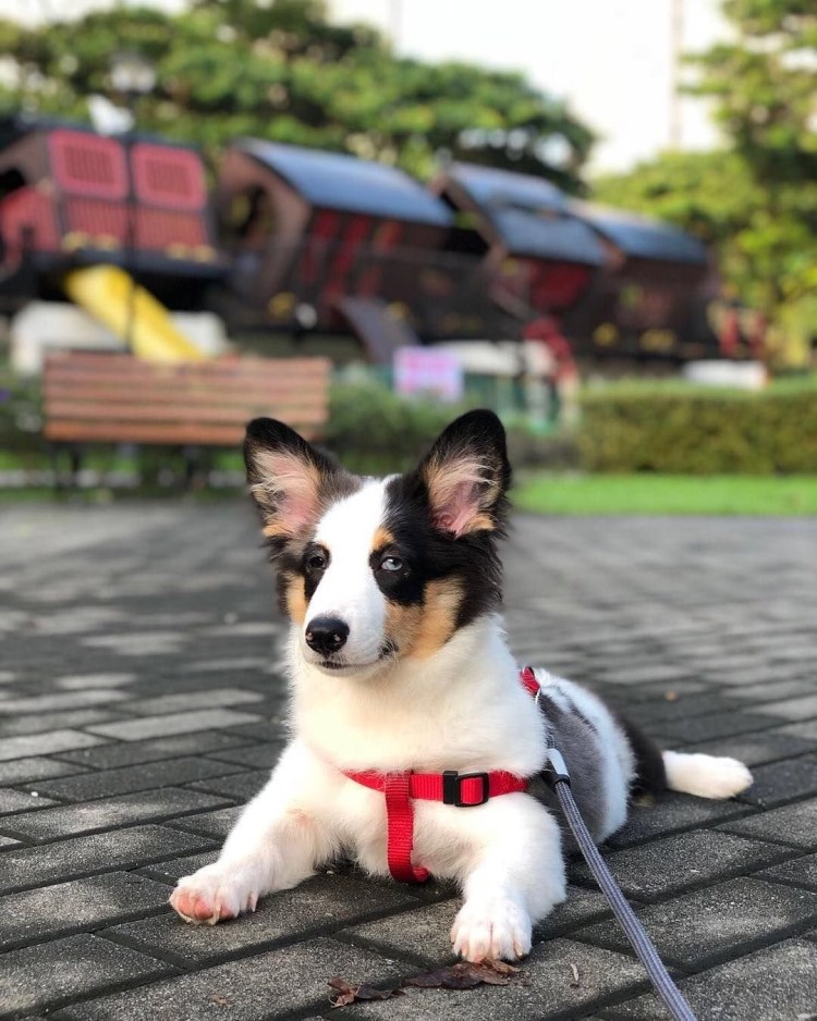 Метис корги и хаски