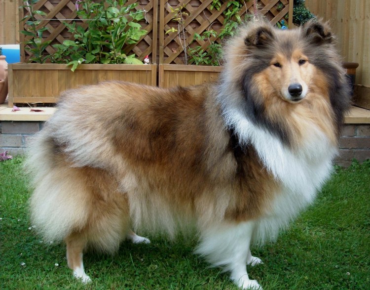 Корги и хаски