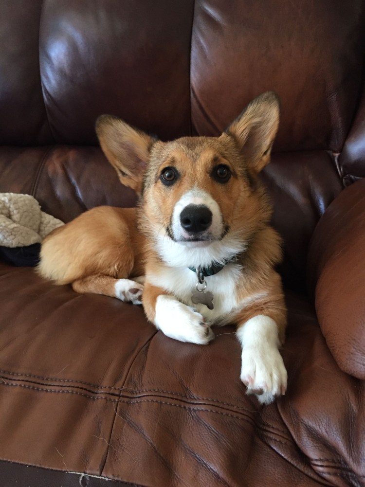 Уши шелти правильная форма