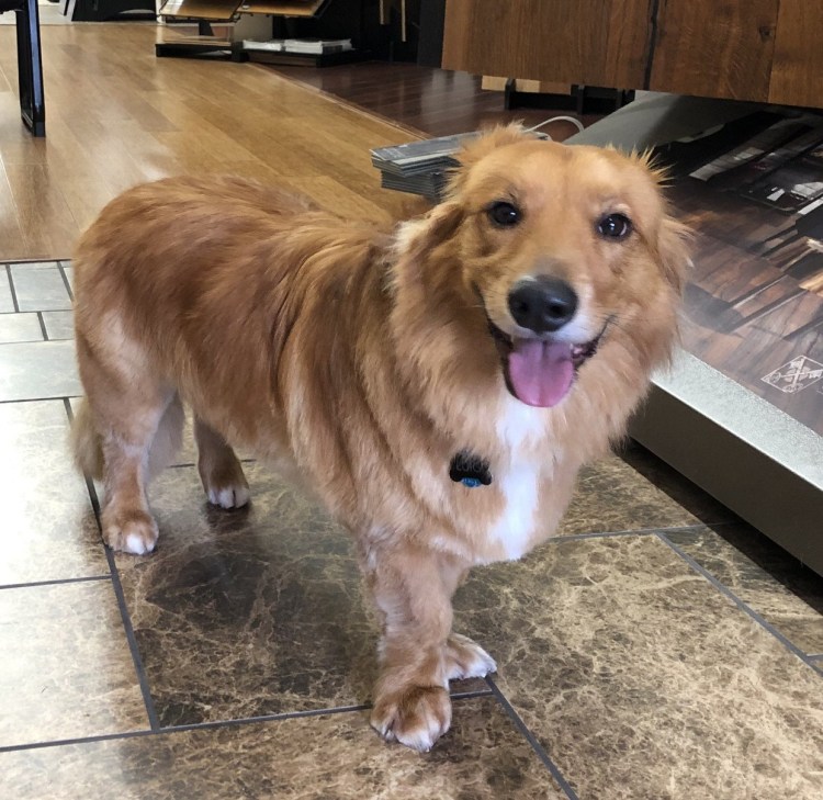 Шелти и шпиц метис