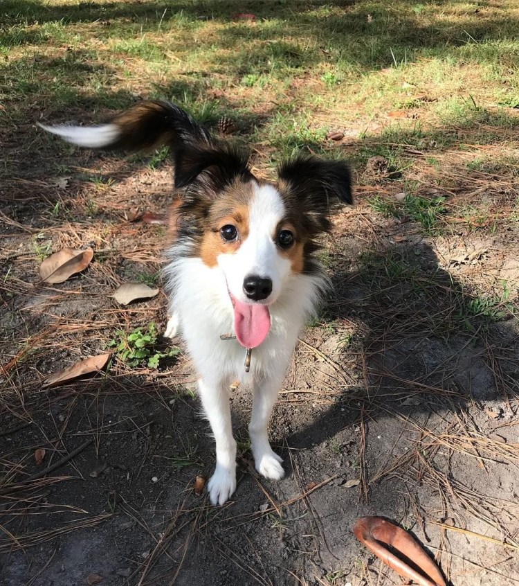 Метис колли