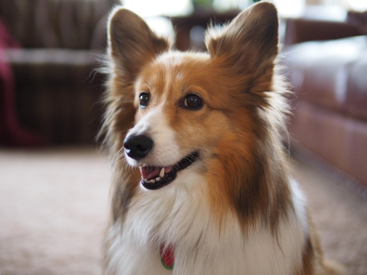 Корги колли