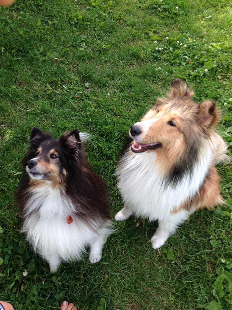 Метис шелти