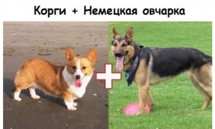 Австралийская овчарка и корги