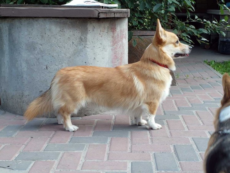 Лабрадор и самоед