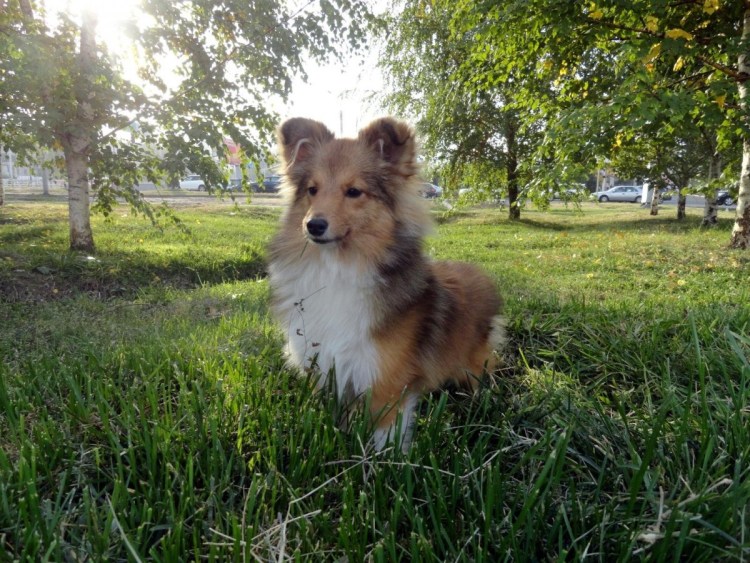 Метис шелти