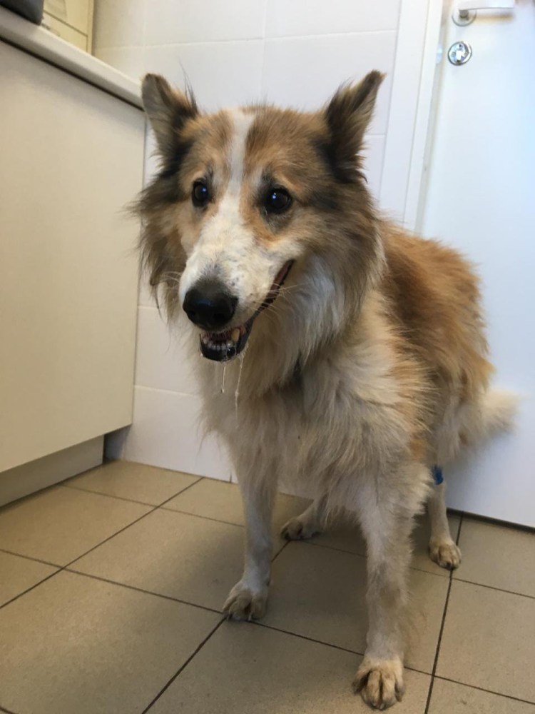 Австралийская овчарка и корги