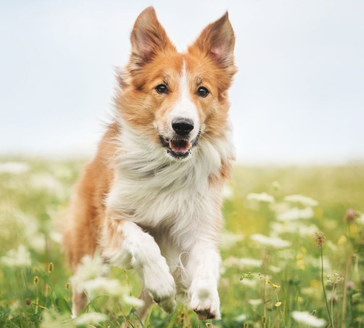 Бордер колли и корги