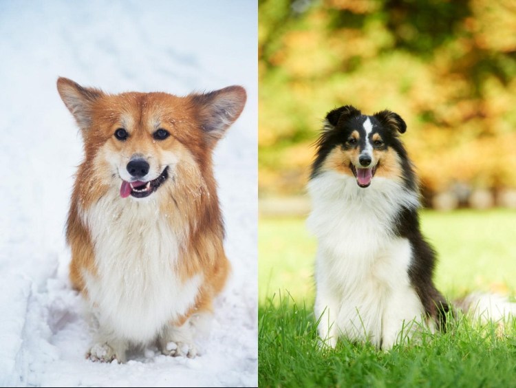 Шелти и корги