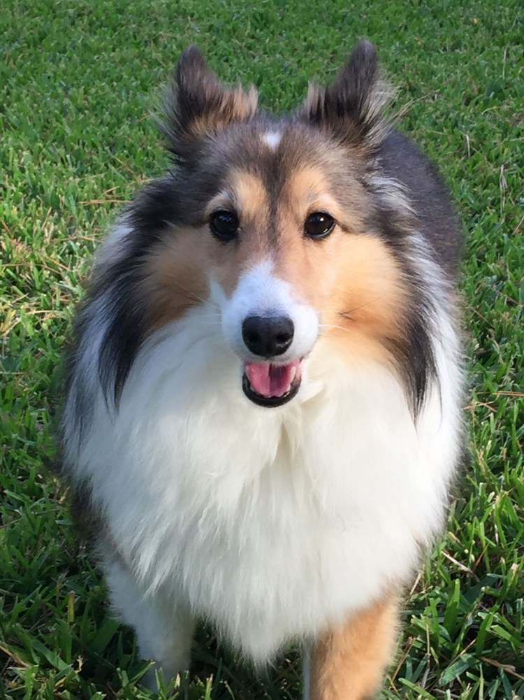 Метис бордер колли и аусси