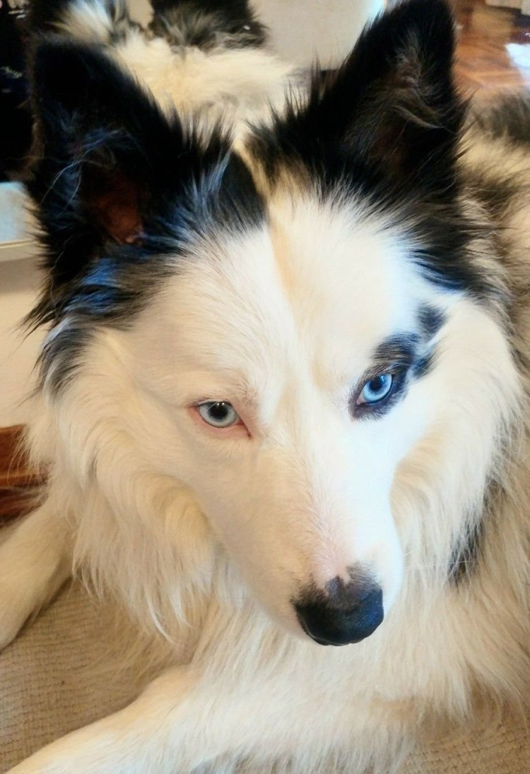 Бордер колли и корги