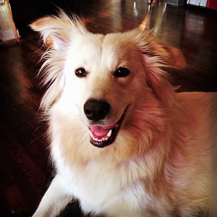 Метис корги и спаниеля