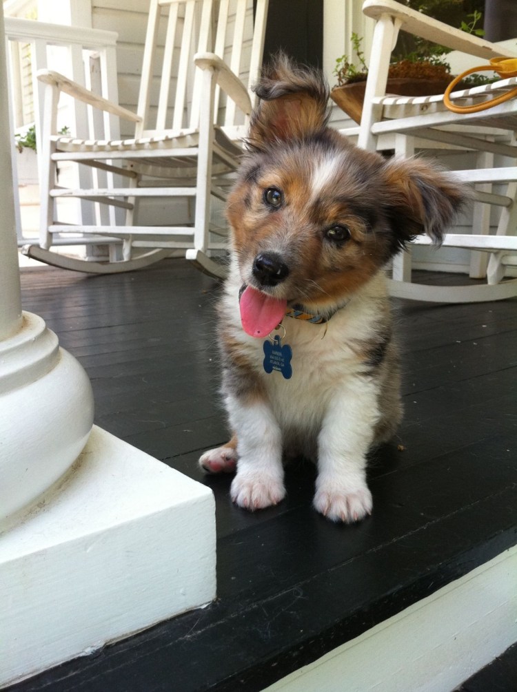 Вельш колли