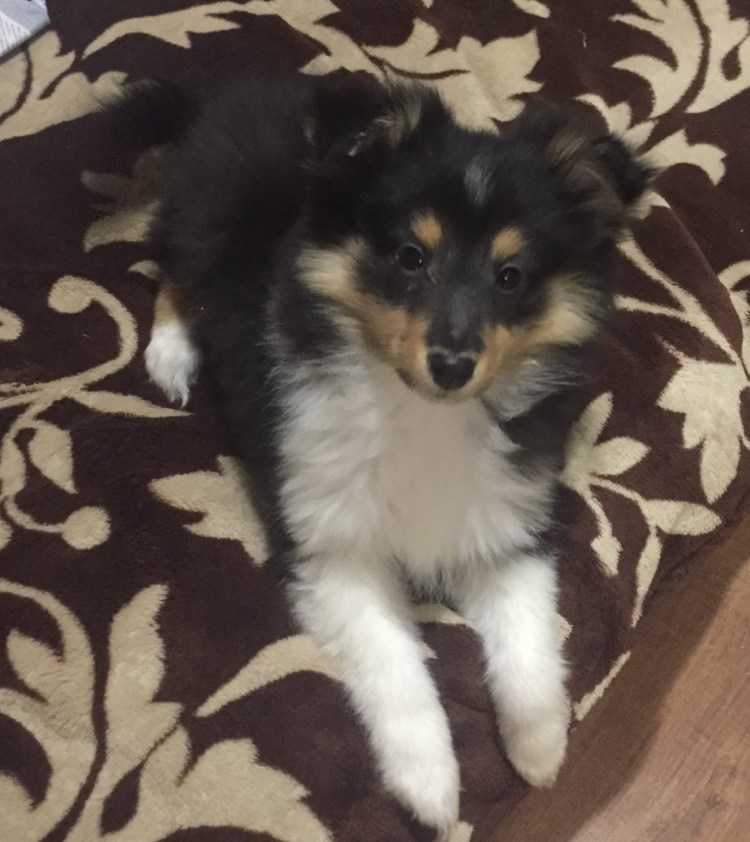 Кавалер Кинг-Чарльз-спаниель + австралийская овчарка