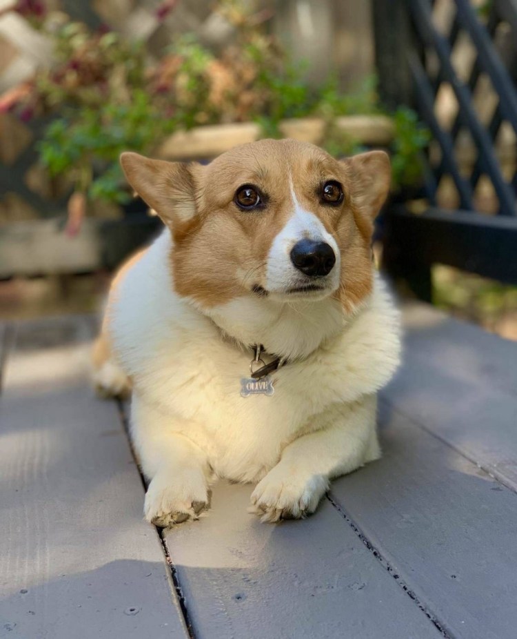 Чау и корги