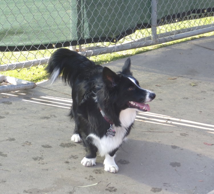 Австралийская овчарка и корги