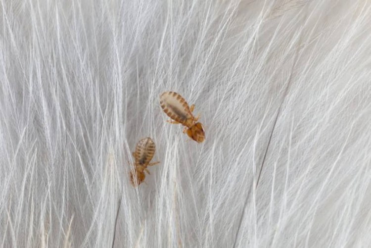 Клещ хейлетиелла перхоть